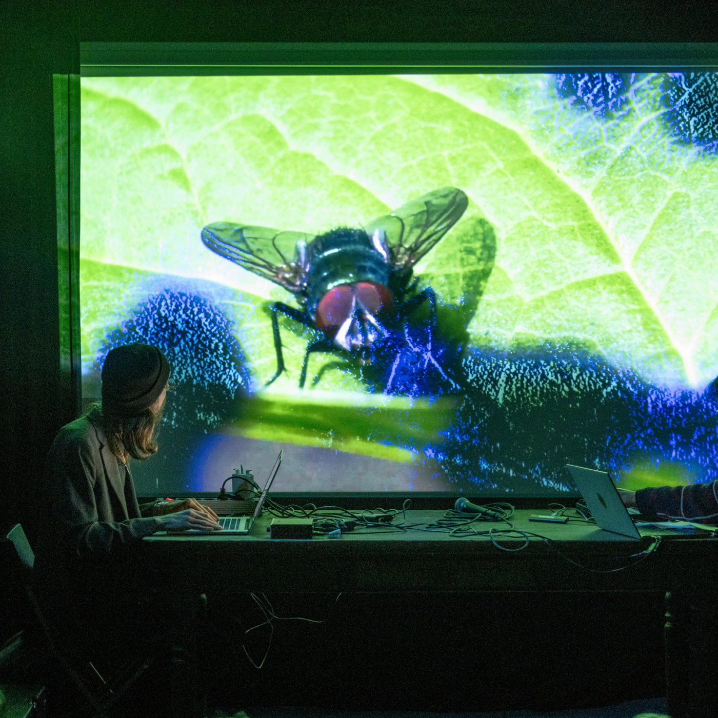 Performer werkt op laptop voor groot projectiescherm met close-up van een vlieg op een groen blad tijdens een donkere liveperformance.